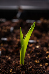seedling on the black background
