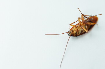 cockroach isolated on white background