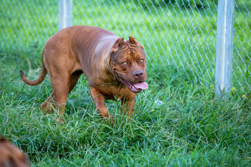 A large pit bull in a lawn in a wide cage. Perfect dog Some Pit Blue Dogs are considered ferocious....