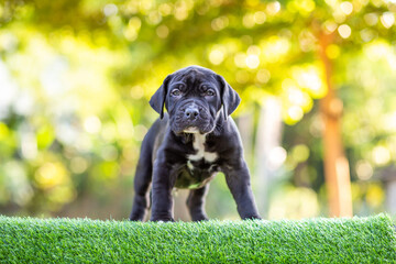 A cute black puppy standing on the green grass Pitbull puppy, perfect shape