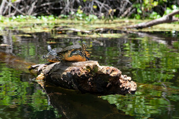  Yellow-bellied Slider (Trachemys scripta scripta) Turtles in Rock Springs Run, Florida