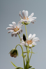 Spring wild flowers on a gray background. white petals.