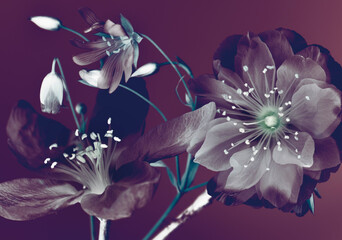 Abstract spring flowers, closeup. dark colors