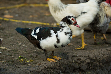 a group of adult musk ducks on a farm