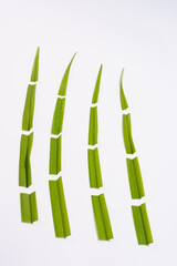 Minimal concept of spring and summer. Green leaves chopped into pieces. Isolated on white background. Decoration idea. 