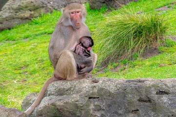 Baboon Mother