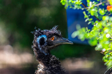 Emu Head