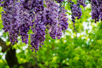 A different variety of wisteria flowers.