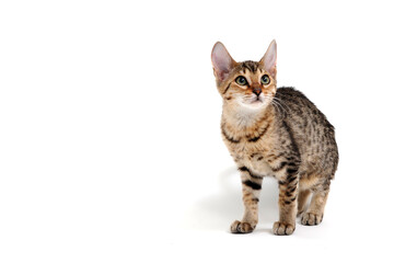 Fototapeta premium A purebred smooth-haired cat stands on a white background
