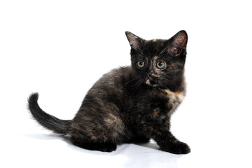 a striped purebred kitten sits on a white background