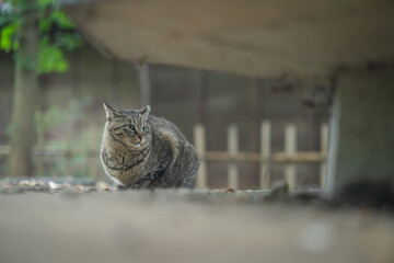 上を見上げるキジトラ猫