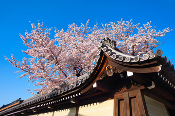 京都、佛光寺の満開の桜