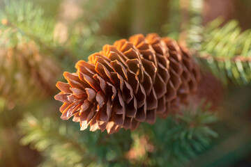 Open spruce cone close-up, front view. Green blurred background, sunlight. horizontal