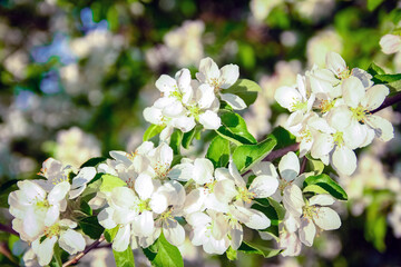 A flowering branch on nature in the park background