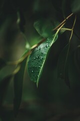 rain drops on leaf. green leaf on green background on rainy day.