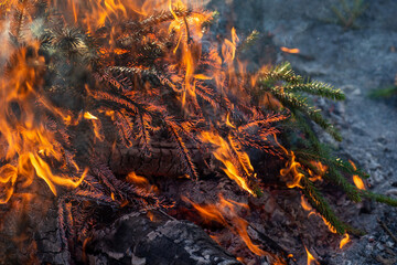 Spruce branches are on fire, close-up of an orange dangerous flame. A fragment of a fire in which trees are burned. 