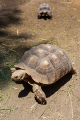 African land tortoise of the species Chelonoidis sulcata inside a zoo, turtle concept