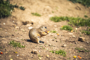 Little ground groundhog  from meadows, Muran plain, Slovakia. Castle Muran in mountains Muranska...