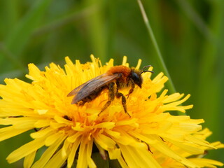 bee on flower