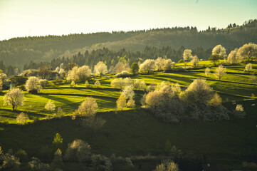 Spring landscape in Slovakia. Polana region, Hrinova. Green spring rural hills landscape, fields, flowering trees, organic farming © Zedspider