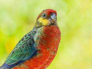 Female Western Rosella