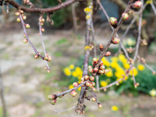 young buds on cherry tree closeup in rural yard