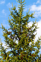 Decorative fir tree with brown cones close-up.