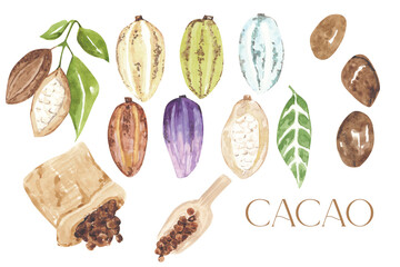 Watercolor  cacao set , cacao illustration 