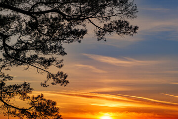 a branch with leaves at sunset, beautiful magical background with bokeh