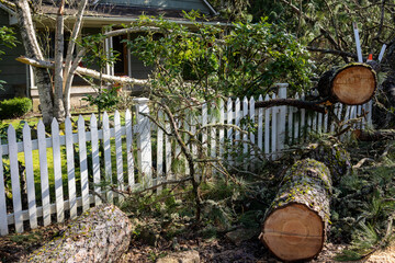 Fallen tree in the front yard of a residential home after storm. The tree has been cut into...