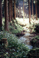 シャガの花が咲く森