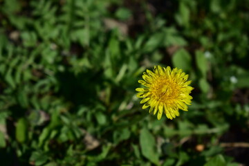 Early spring. The first spring yellow dandelions