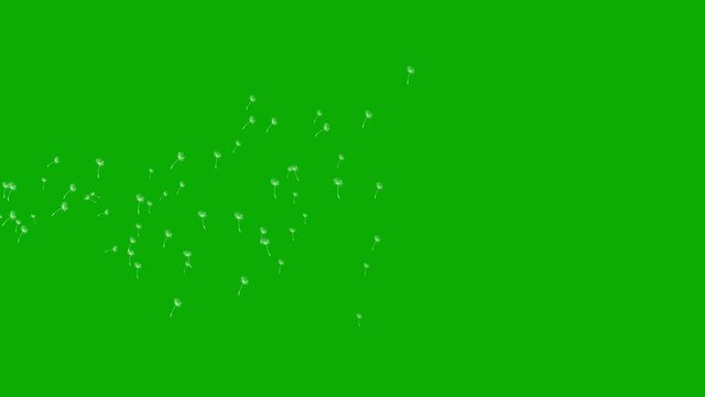 Flying dandelion seeds motion graphics with green screen background