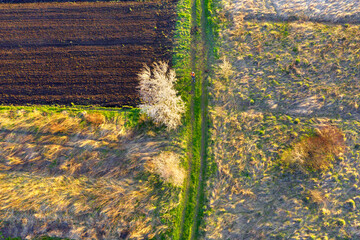 Aerial drone photo of flowering fields