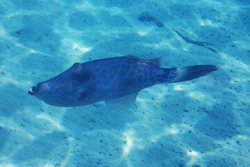 Fototapeta premium Scrawled Filefish (Aluterus scriptus) fish