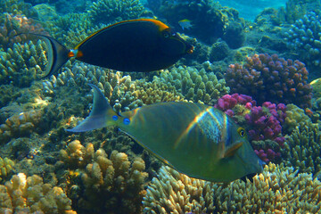 Fototapeta na wymiar Indian sailfin tang and Bluespine unicornfish