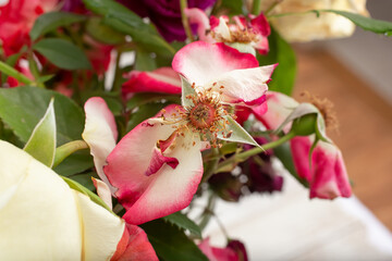 A view of a wilted roses featuring most of the petals removed, part of a floral arrangement.