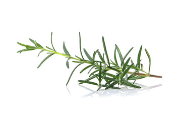 rosemary  leaves isolated on white background