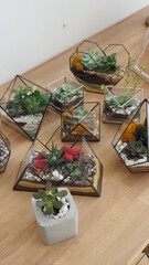 Saint-Petersburg, RUSSIA - 11.05: Florarium with succulent plants on white background. Small garden with miniature cactuse. Home indoor plants. Scandinavian interior.