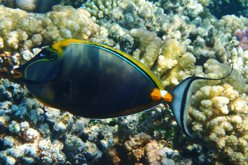 Fototapeta na wymiar Naso tang (Naso Lituratus) fish