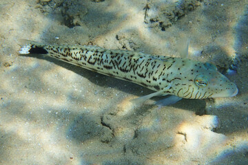Speckled sandperch (parapercis hexophthalma)
