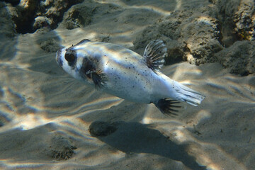 Fototapeta premium The masked puffer, Arothron diadematus fish
