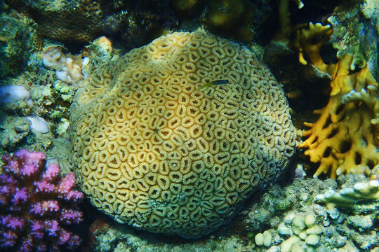 Favia favus coral
