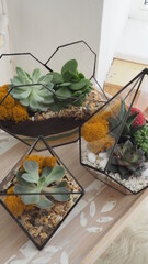 Saint-Petersburg, RUSSIA - 11.05: Florarium with succulent plants on white background. Small garden with miniature cactuse. Home indoor plants. Scandinavian interior.