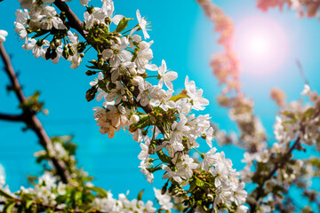 blooming cherry branches on the background of a blue sunny sky
