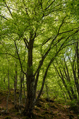 Beech forest in spring. Fagus sylvatica.