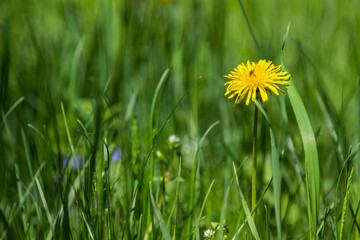 Yellow dandelion blooms among the grass.