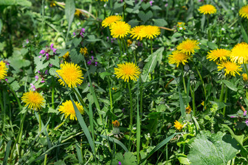 Yellow dandelions are blooming among the grass.