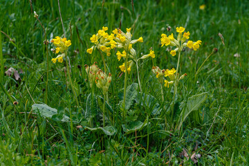 Primula veris. Primrose plants in the meadow with yellow flowers.