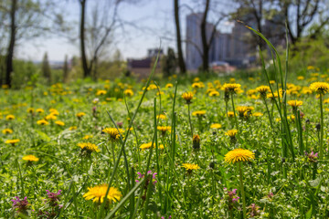 Obraz premium Dandelions are blooming in the meadow among the grass. High-rise buildings in the distance
